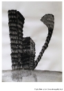 Michaela Maupicová, Z cyklu Oriment, 21×28 cm, tuš na papíře, 2010